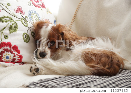 別醒了〜! 別醒了〜! 11337585