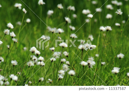 Watazuge Watazuge 11337587