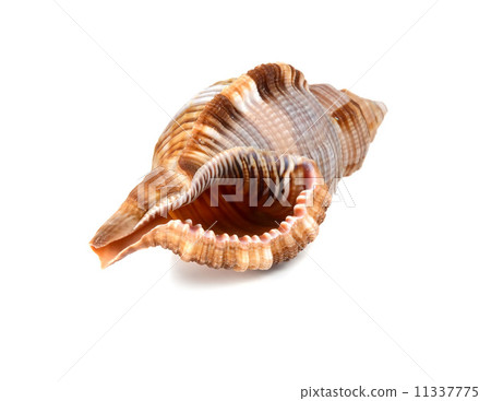 marine cockleshell 11337775