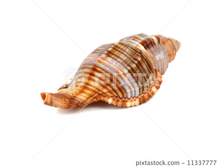 marine cockleshell 11337777