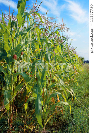 corn on a vegetable garden corn on a vegetable garden 11337780