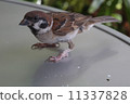 Sparrow Sparrow 11337828