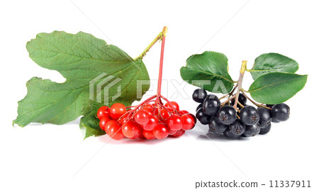 black ashberry and red viburnum 11337911