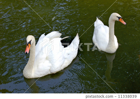 two white swan 11338039