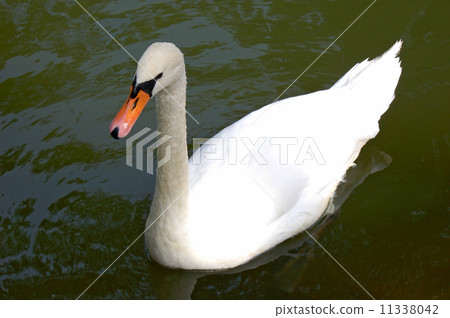 white swan 11338042