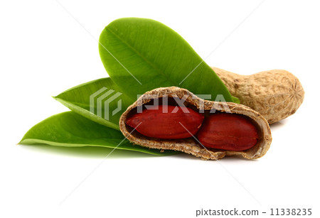peanut 11338235