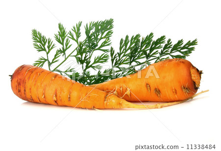 carrot and leaf carrot and leaf 11338484