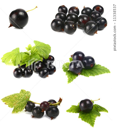 black currants black currants 11338537