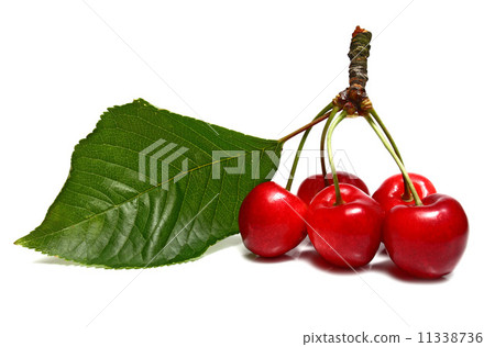 sherry with leaves 11338736