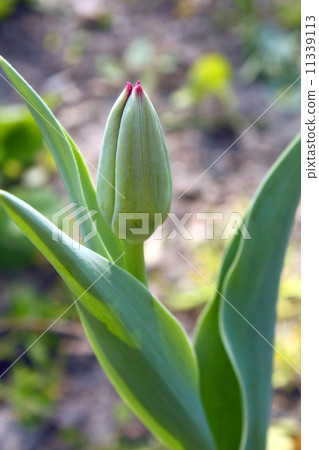 tulip tulip 11339113