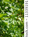 parsley on vegetable garden 11339191