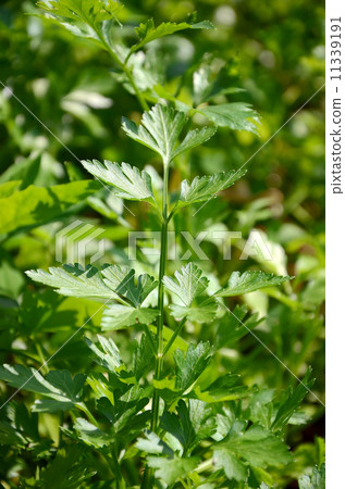 parsley on vegetable garden 11339191
