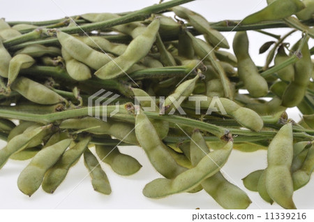 分枝毛豆 分枝毛豆 11339216