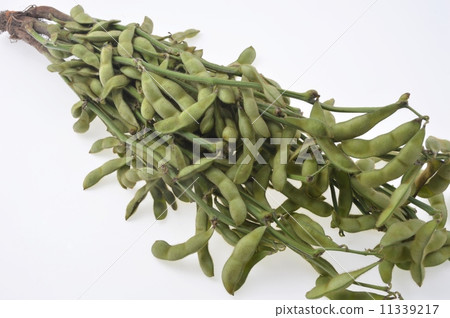 分枝毛豆 分枝毛豆 11339217