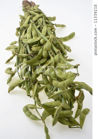 分枝毛豆 分枝毛豆 11339218