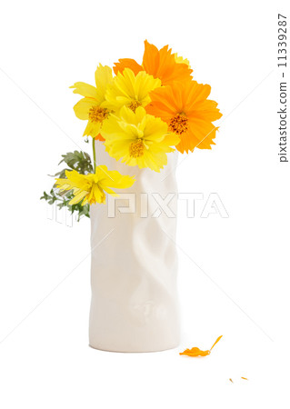 Cosmos flower 11339287