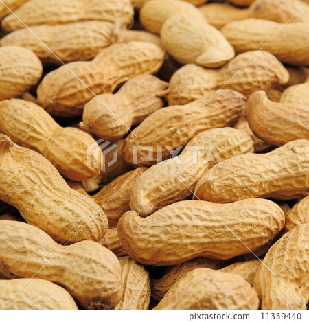 groundnut background 11339440