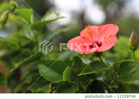Hibiscus Hibiscus 11339746