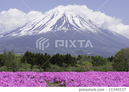 Mount Fuji and mushrooms Mount Fuji and mushrooms 11340537