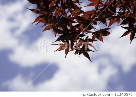 華美 華美 11340575