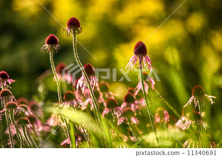 Purple coneflower also known as Echinacea purpurea 11340691