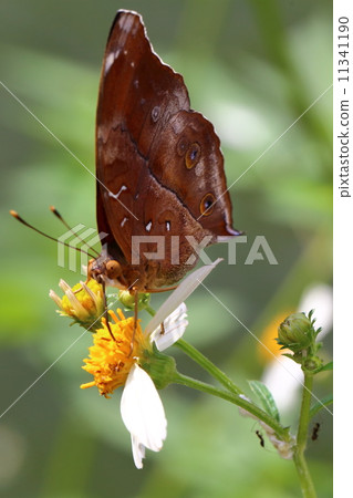 Medow Brown Butterfly Medow Brown Butterfly 11341190