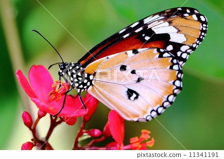 Plain Tiger Butterfly  11341191