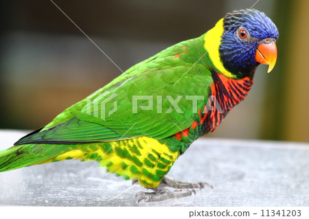 Rainbow Lorikeets 11341203