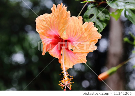 Orange Hibiscus 11341205