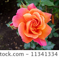 Disneyland Rose 11341334