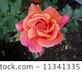 Disneyland Rose 11341335