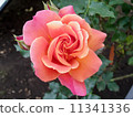 Disneyland Rose 11341336