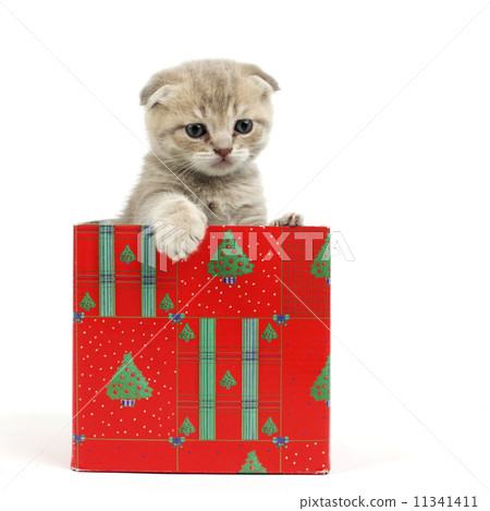cat in gift box cat in gift box 11341411