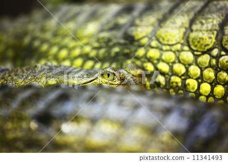gavial crocodile gavial crocodile 11341493