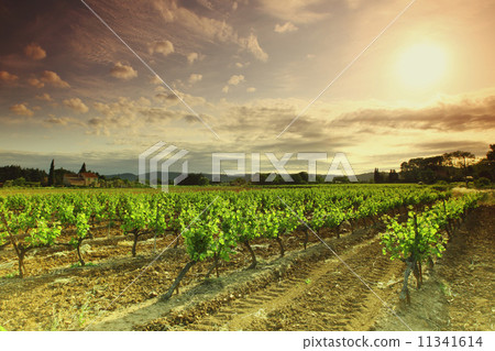 Orange Sky over Green Vineyard Orange Sky over Green Vineyard 11341614