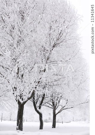 winter trees winter trees 11341645