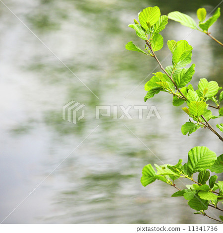 green branch 11341736