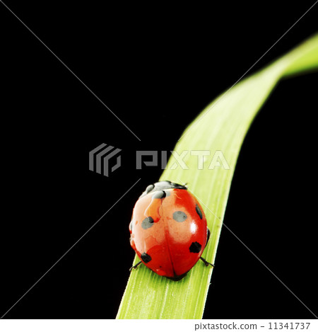 ladybug isolated on black 11341737