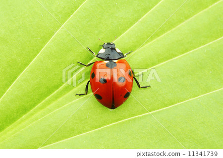 ladybug on leaf 11341739