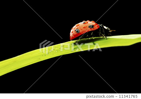 ladybug isolated on black ladybug isolated on black 11341765