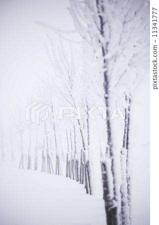 winter trees 11341777