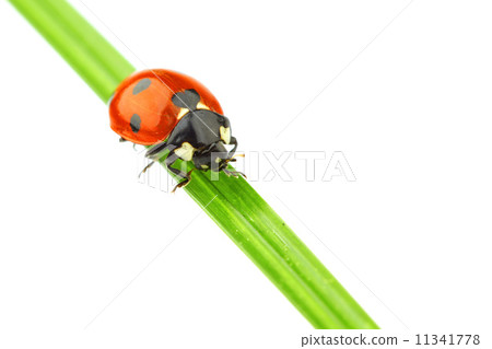 ladybug on grass 11341778