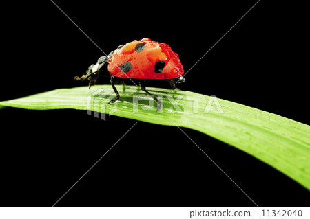 ladybug isolated on black ladybug isolated on black 11342040