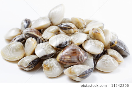 fresh clams 11342206
