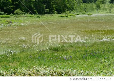 Tanohara Mogara Tanohara Mogara 11343002