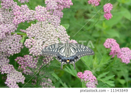 Swallowtail butterfly 11343849