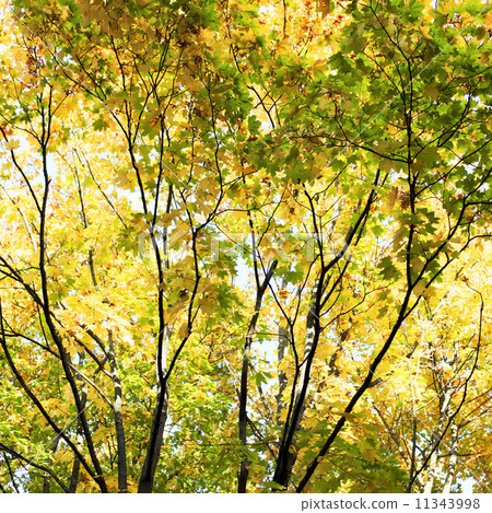 autumn leaves close up autumn leaves close up 11343998