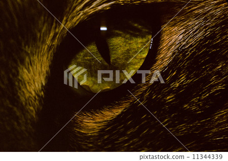 Cat Eye 013 11344339