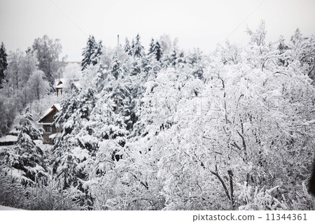 winter trees winter trees 11344361