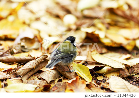 chickadee bird 11344426